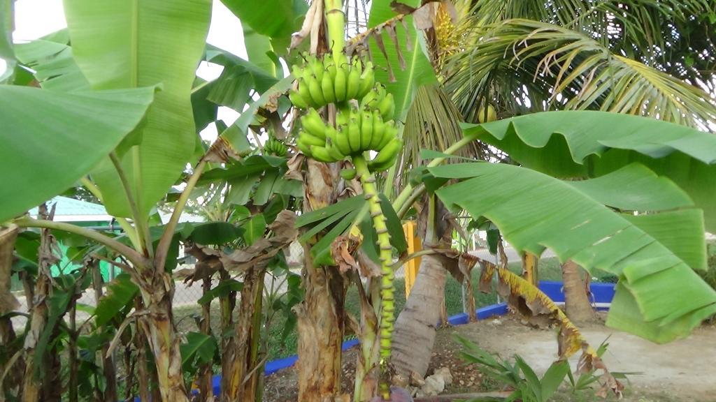 Hacienda Tropical Guest House Belmopan Buitenkant foto